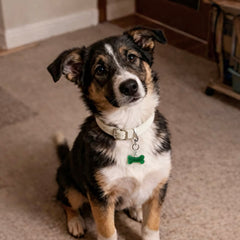 dog wearing a collar with a green crystal bone charm pet tag