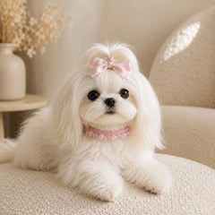 Maltese wearing a pink rose quartz and clear quartz crystal dog collar indoors