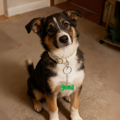 Tri-color dog with a green bone-shaped tag on a carpeted floor