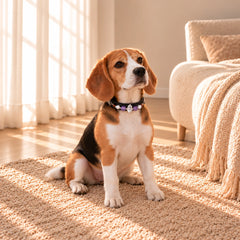 Beagle sitting on a cream rug in a sunlit room wearing a black amethyst and clear quartz crystal dog collar