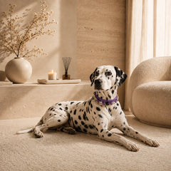 Dalmatian wearing a purple amethyst and clear quartz crystal dog collar at home